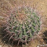 Ferocactus wislizenii tiburonensis ©Juergen Menzel.jpg